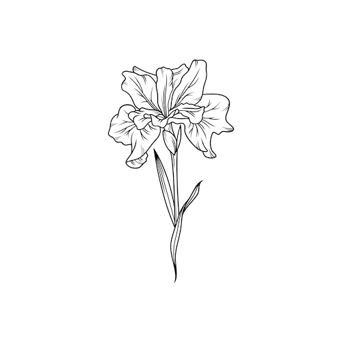 Iris of the Moon
