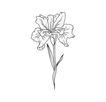 Iris of the Moon - Goddess oils for the purpose-driven soul