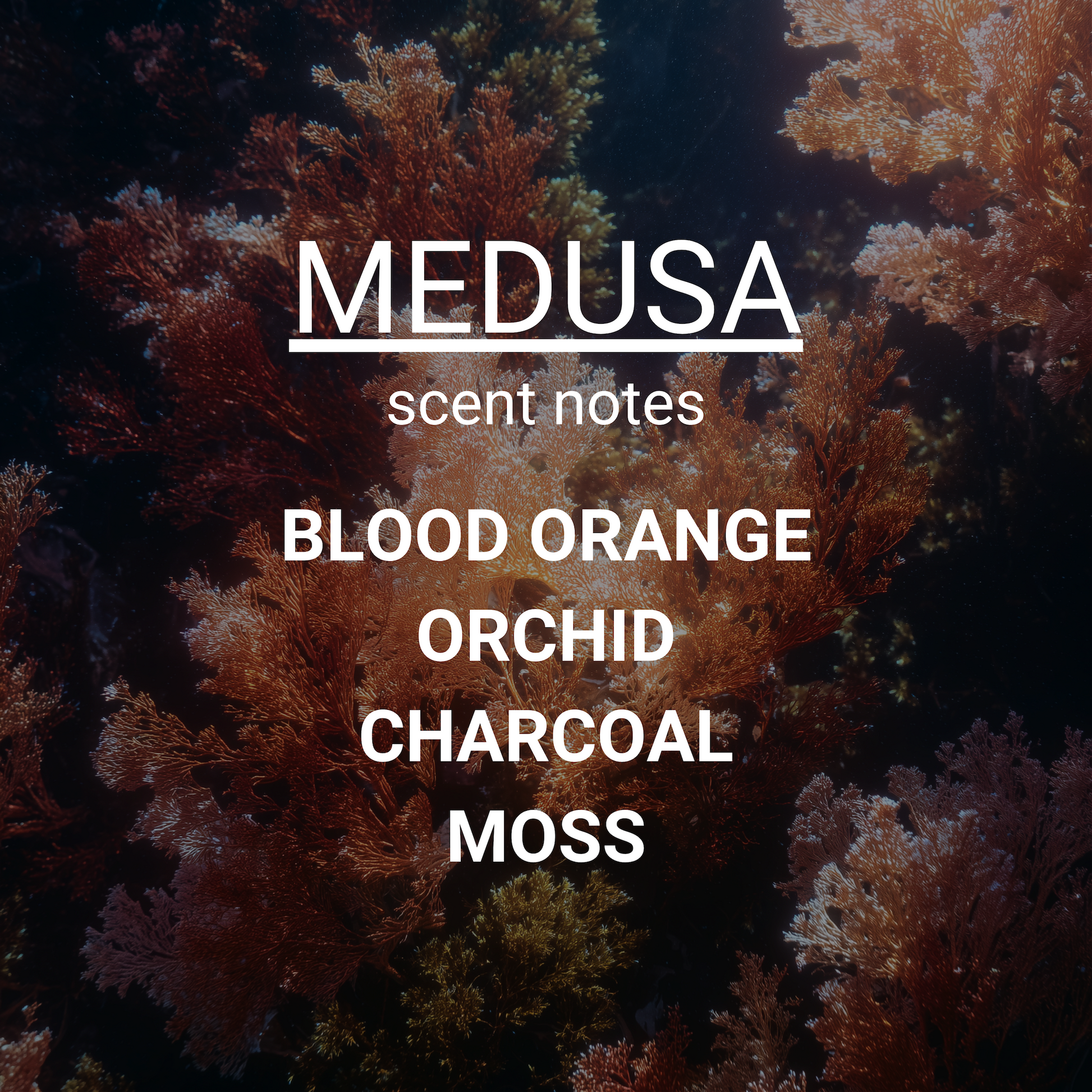 Text overlay on a dark background with text 'MEDUSA scent notes BLOOD ORANGE ORCHID CHARCOAL MOSS'.